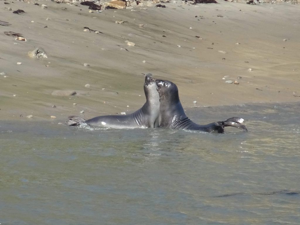 Point Reyes National Seashore-seals