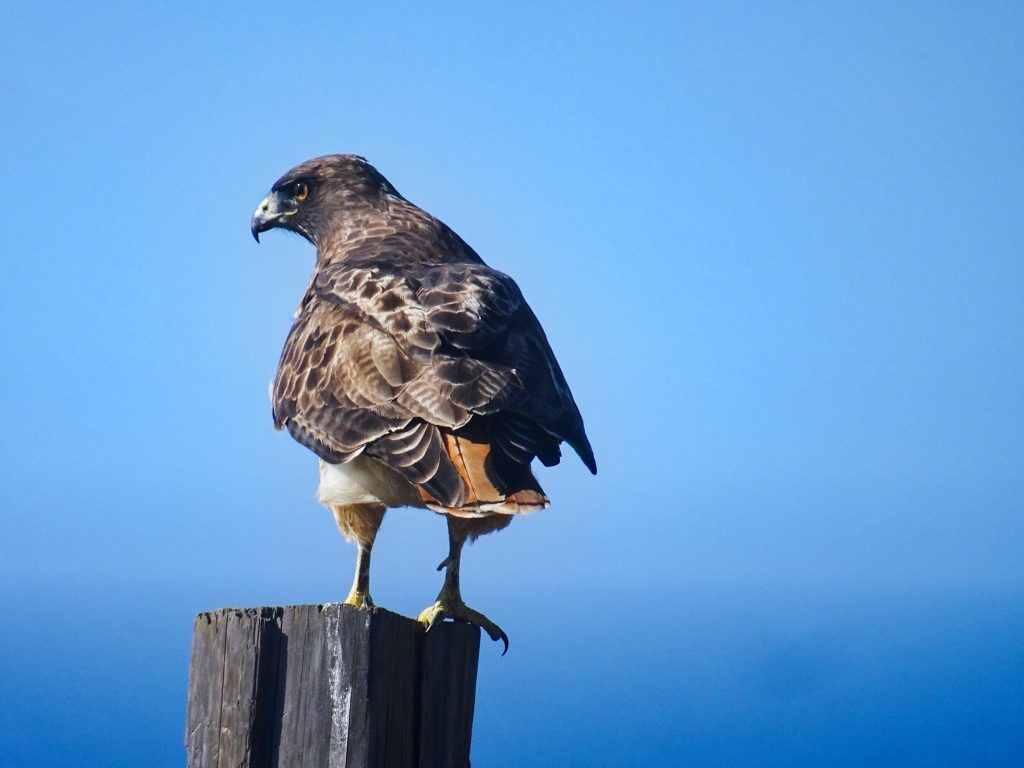 Point Reyes National Seashore-red tailed hawk