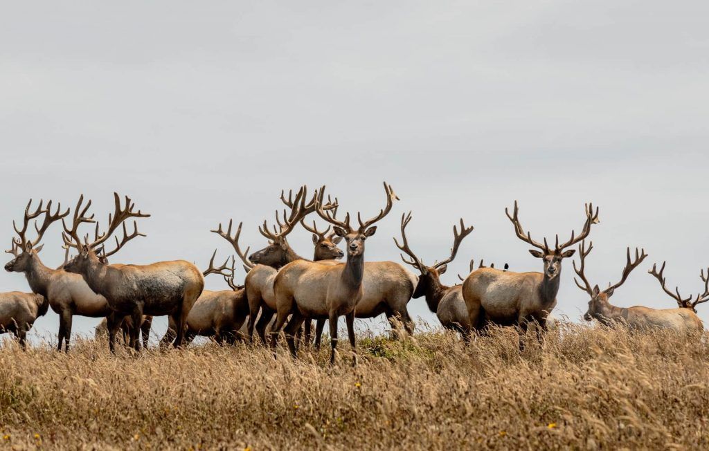 Point Reyes National Seashore-tule elk