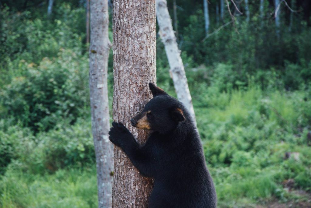bear safety- black bear climbing a tree