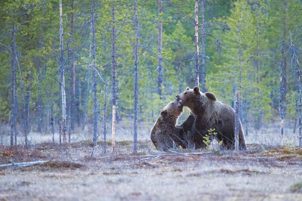 bear safety- two grizzlies