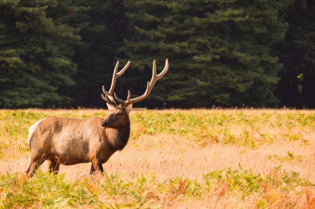 redwood national and state parks guide-roosevelt elk deer