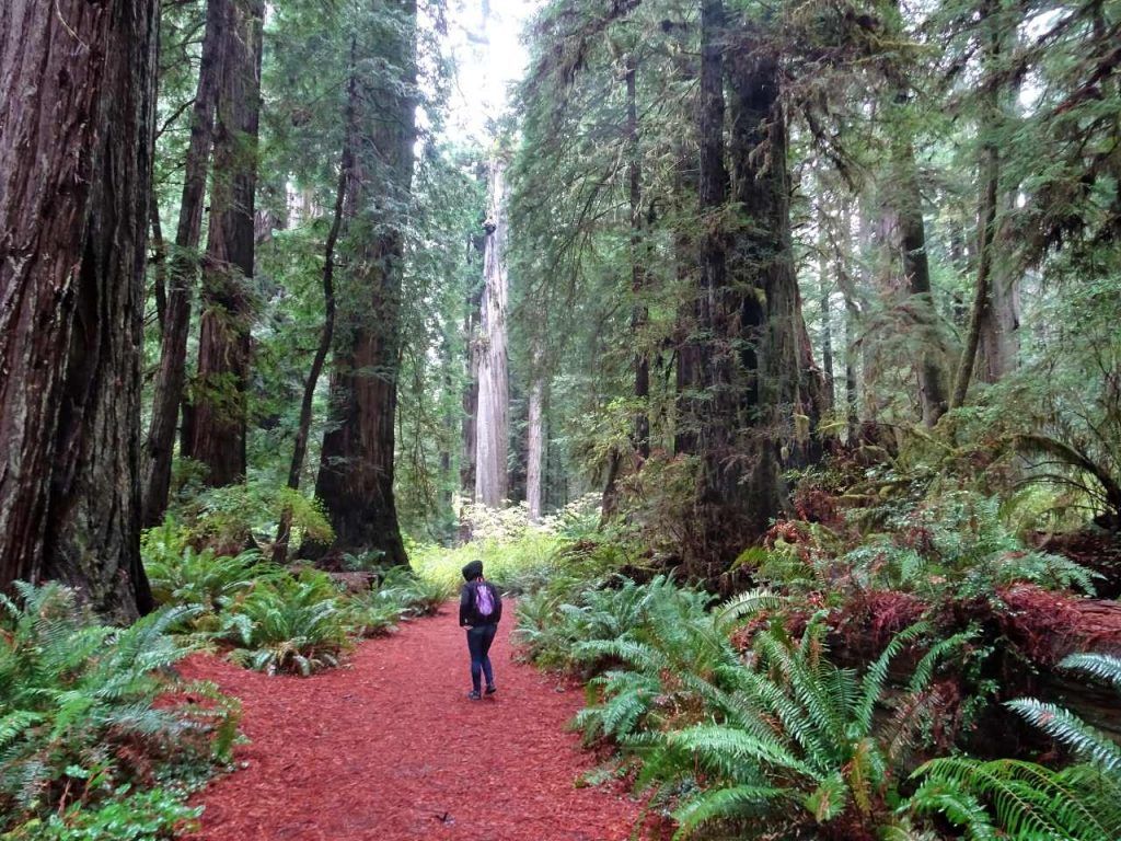 redwood national and state parks guide-felt very little