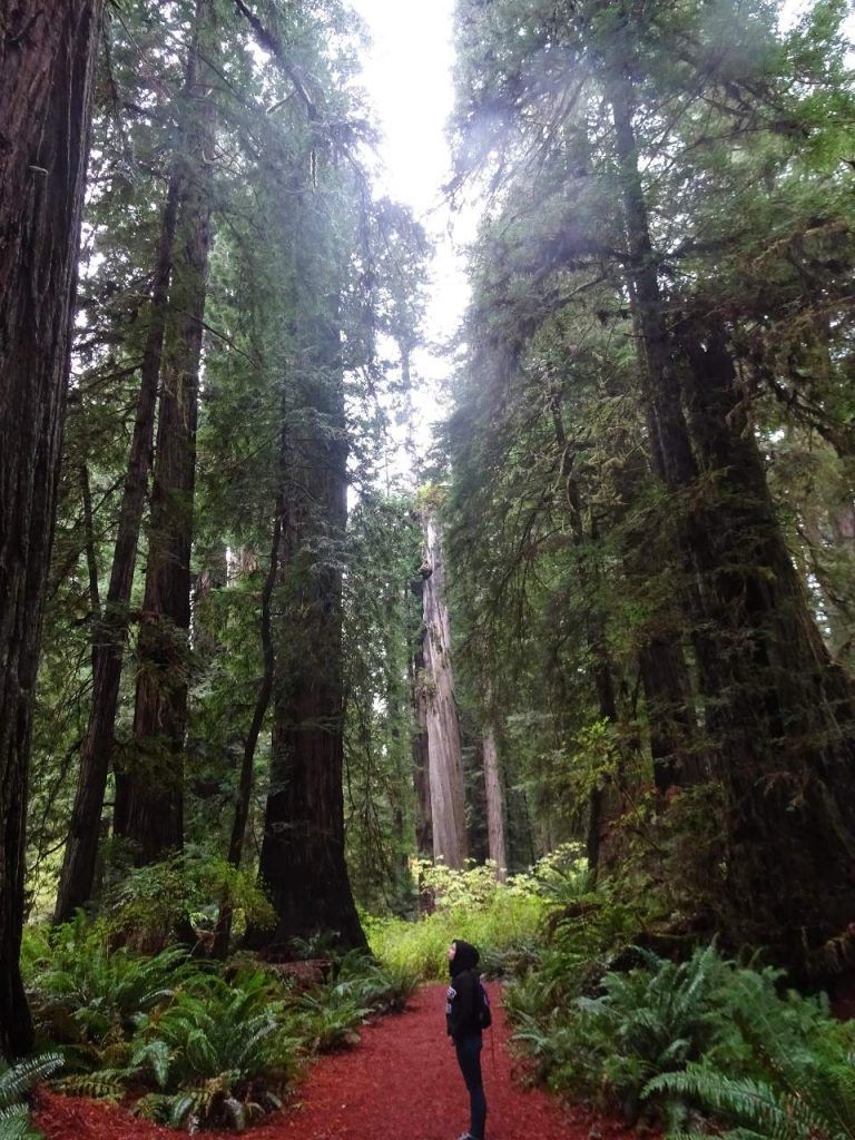 redwood national and state parks guide-amazing place