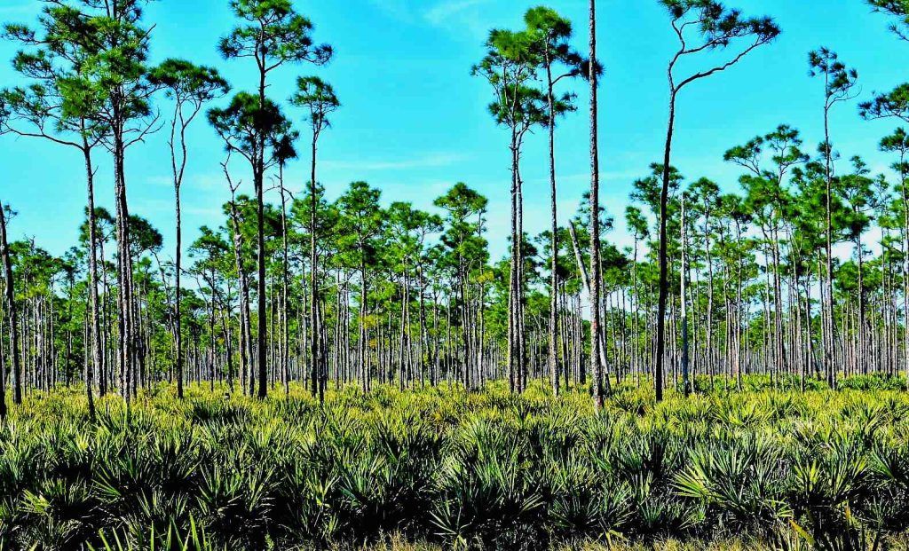Best state parks for RV camping in Florida - Jonathan Dickinson State Park