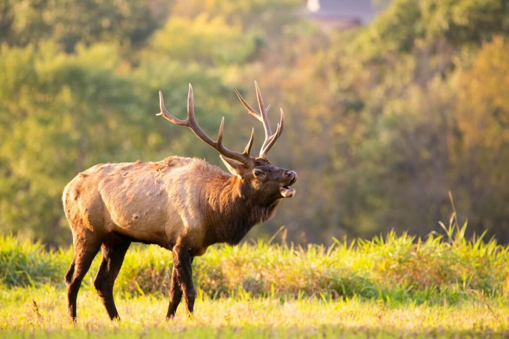 how to choose a hunting rifle