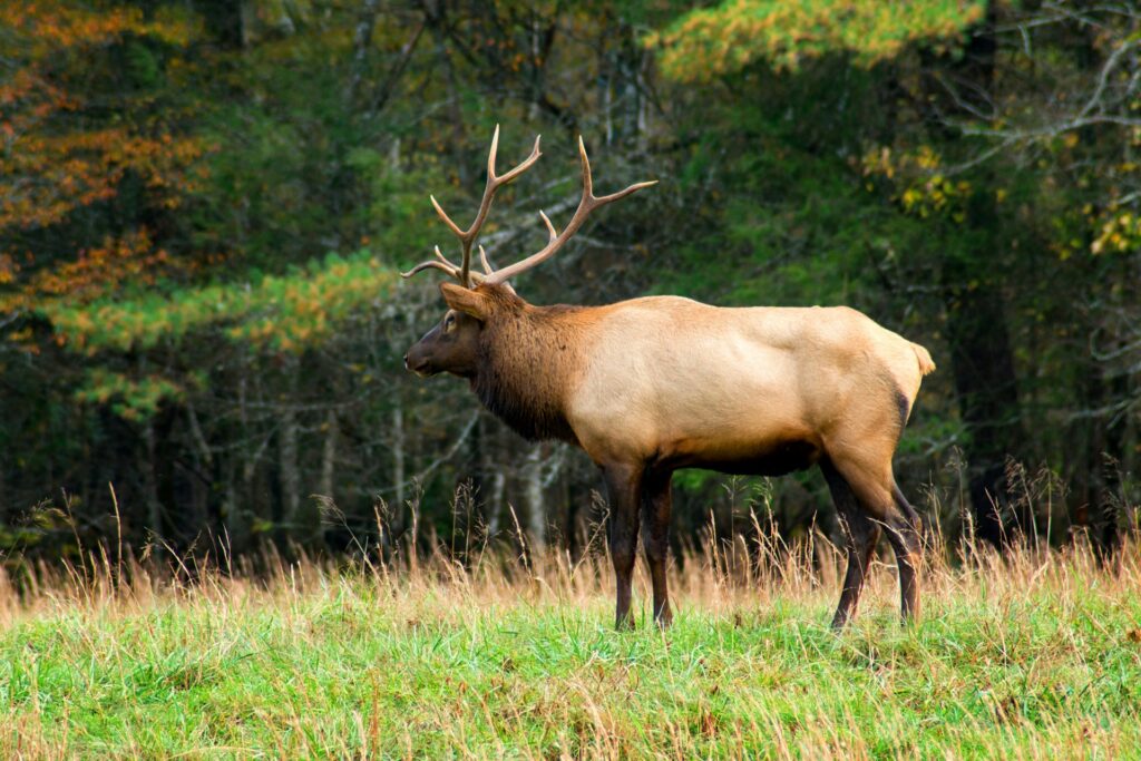 elk