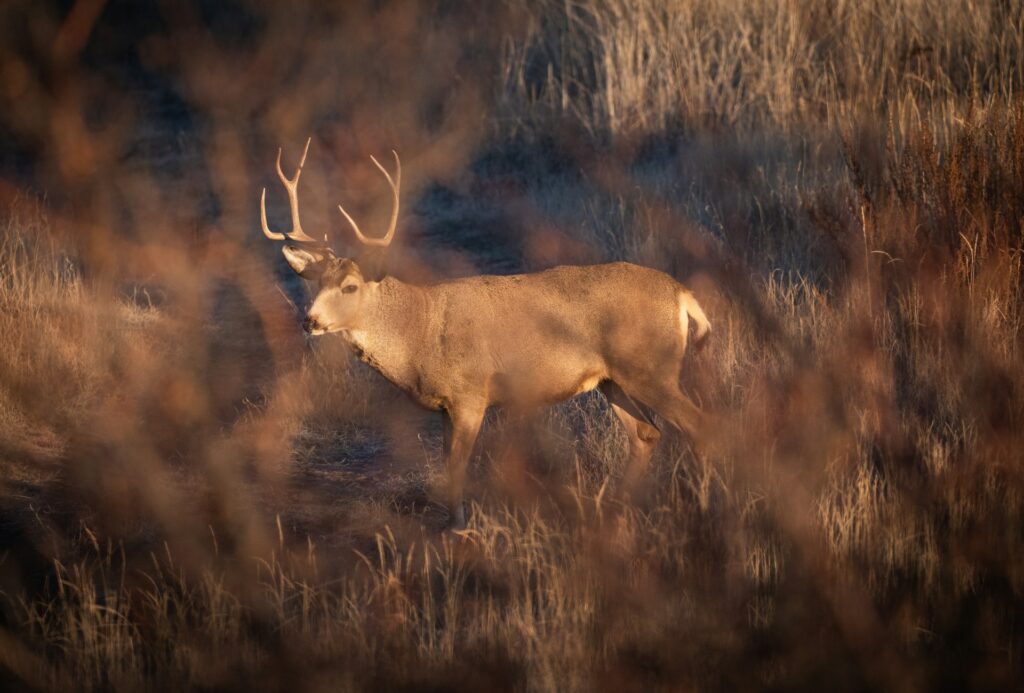 mule deer