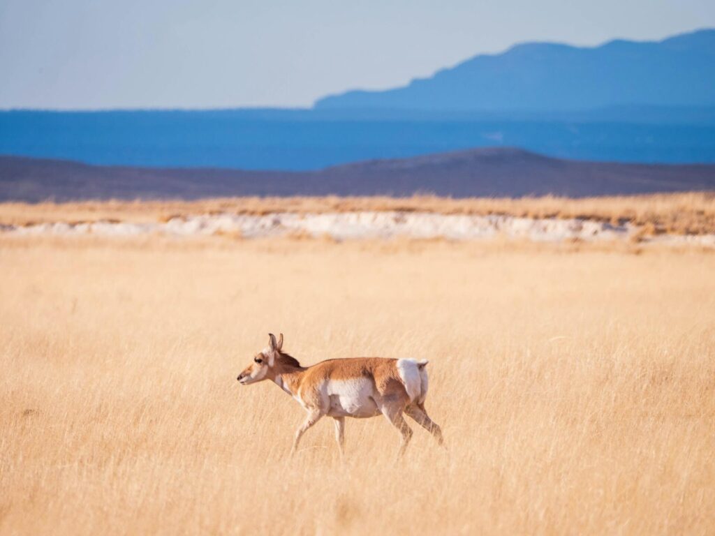pronghorn in the prairie