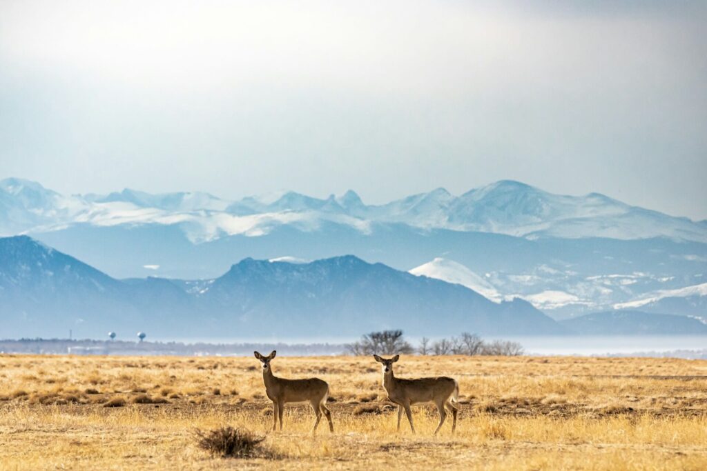 white tail deer near the mountains