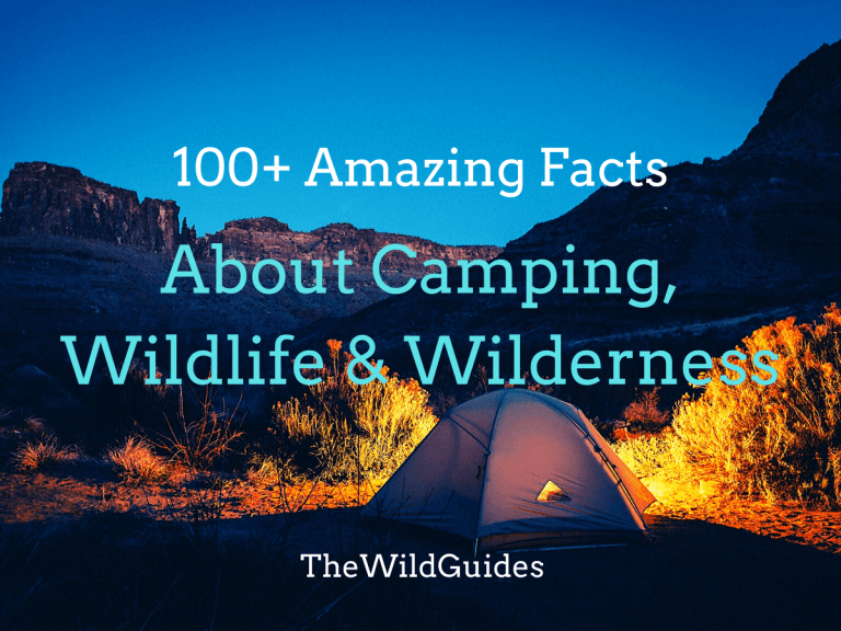 Camping facts