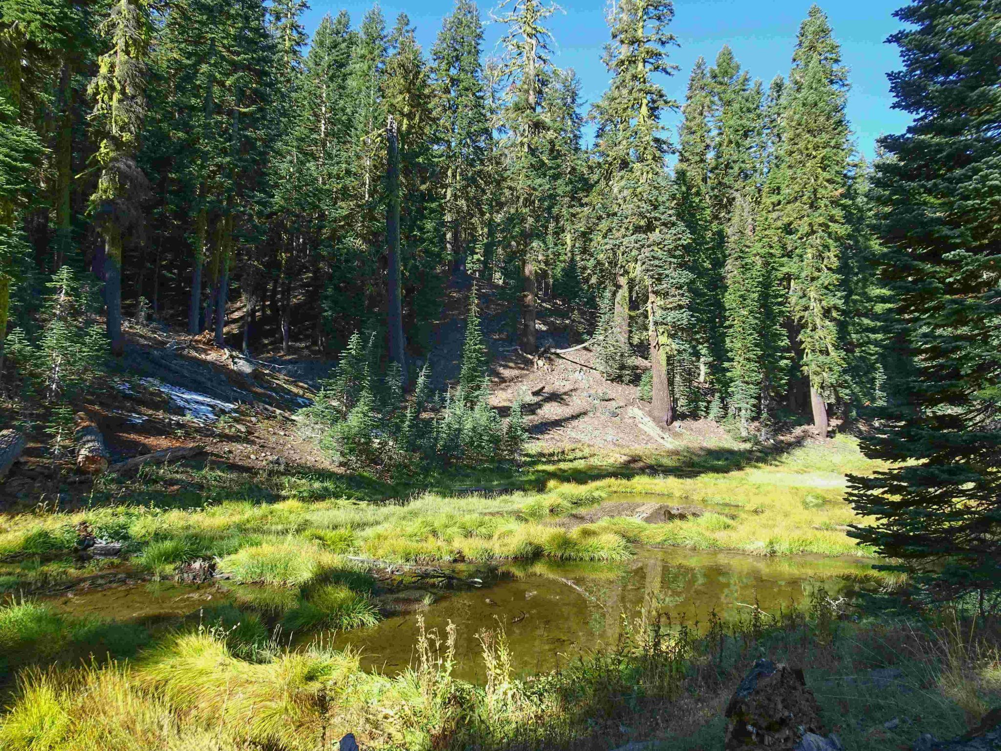 Escape The Crowds A Guide To Lassen Volcanic National Park   11 Lassen Volcanic National Park Ultimate Guide Forests And Meadows In Lassen Park 2048x1536 