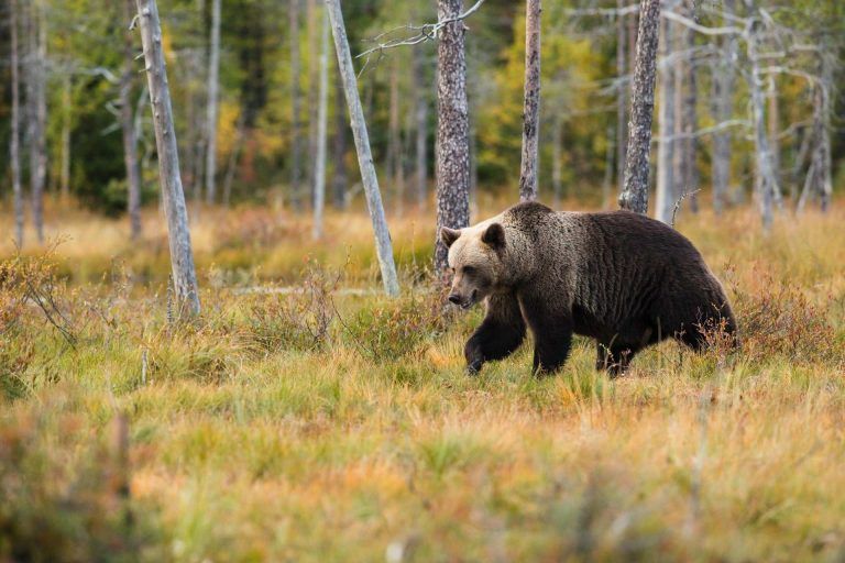 bear safety- brown bear in the field