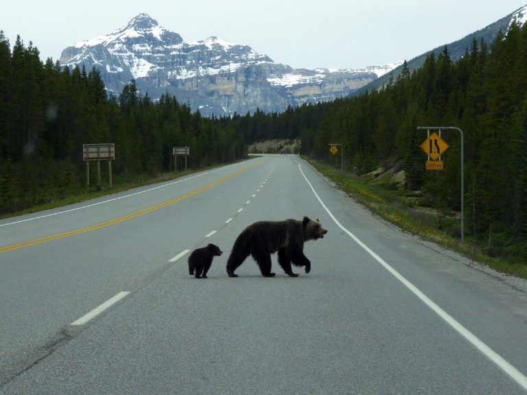 wildlife watching tips-grizzly and cub