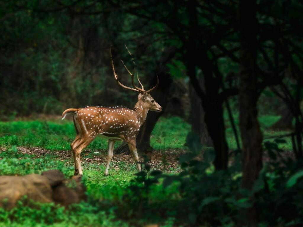 Best Tasting Wild Game Meats for Hunters - The Wild Guides