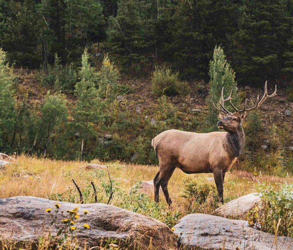 Best Tasting Wild Game Meats for Hunters - The Wild Guides