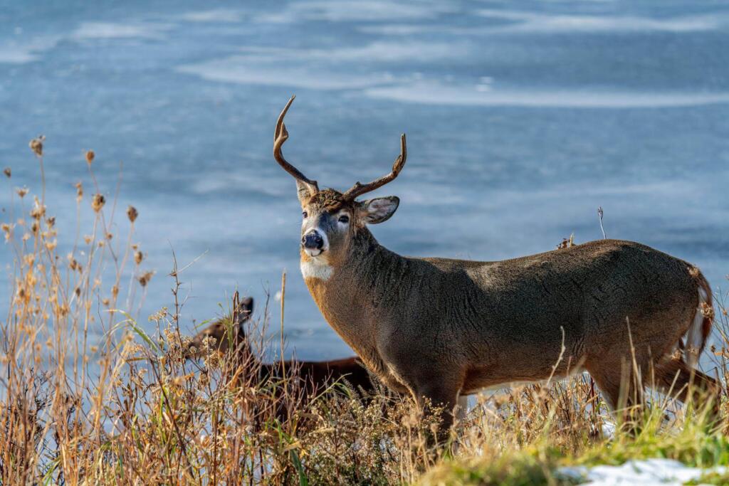 Best Tasting Wild Game Meats for Hunters - The Wild Guides